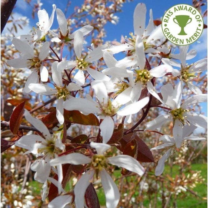 Amelanchier Grandiflora Ballerina Tree