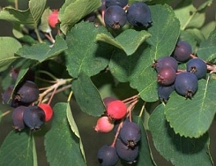 Świdośliwa - Amelanchier 'Ballerina'