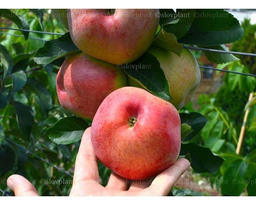 Jabloň (Malus domestica) TEREMOK