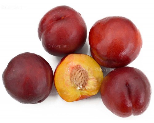 Nectarine (Prunus persica var. nucipersica) HARCO